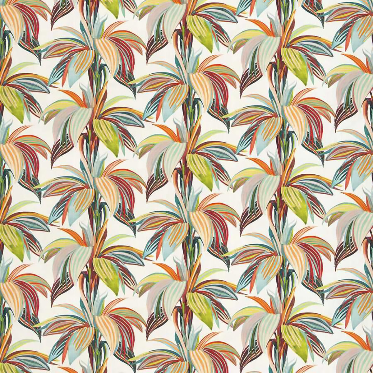 Stroheim OD Palima Starfish 1955203