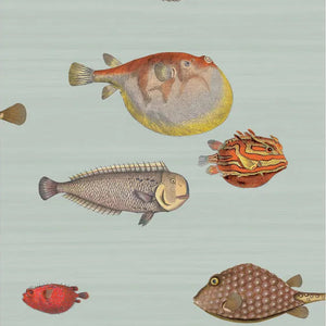 Illustrations of various fish on a light blue background