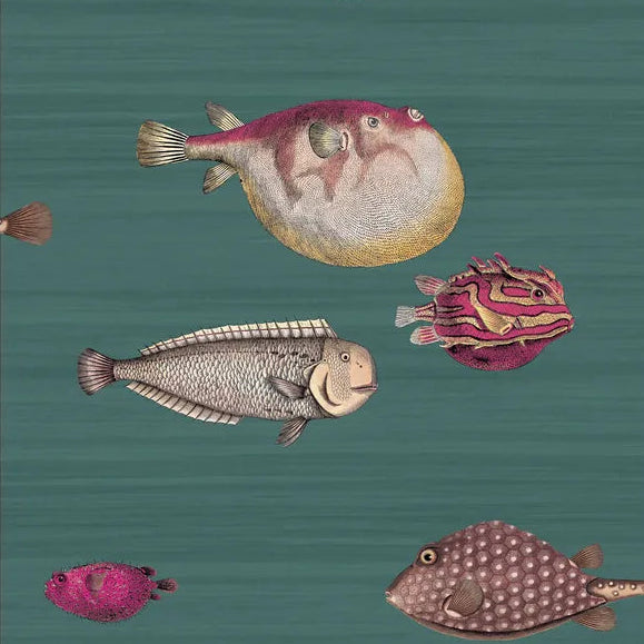 Illustrations of various fish on a teal background