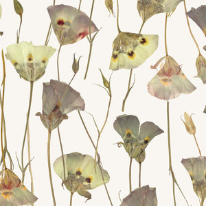 Butterfly Mariposa Lily Wallpaper