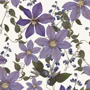 Clematis Wallpaper