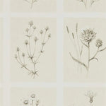 Pattern of botanical illustrations on a beige background
