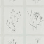 Botanical illustrations of plants on a light gray background