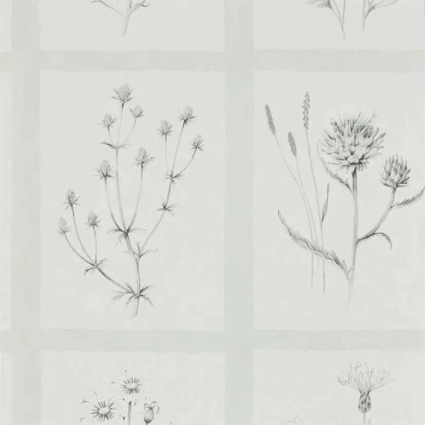 Botanical illustrations of plants on a light gray background