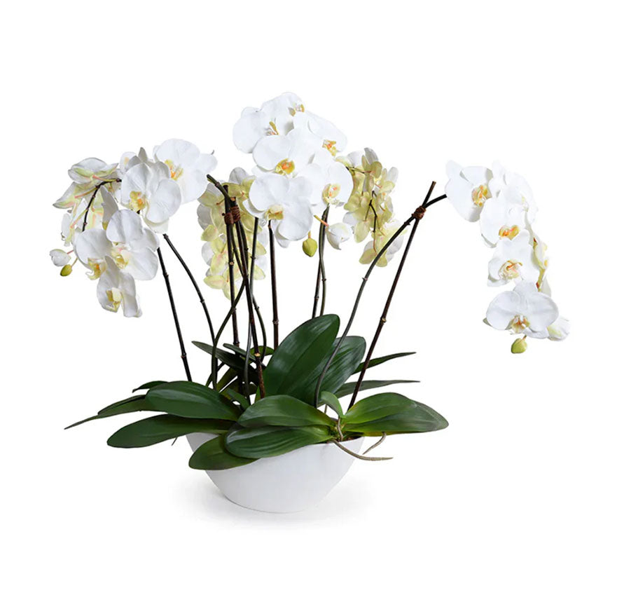 Phalaenopsis Orchid 6 Stems