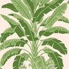 Banana Tree Wallpaper Sample - Pink and Green