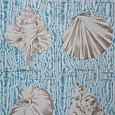 Seashell motif on light blue background