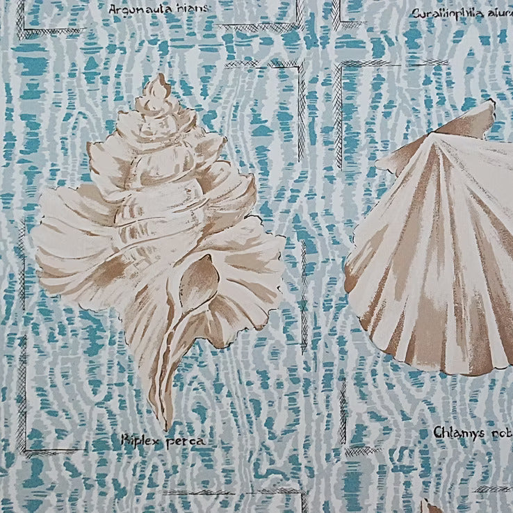 seashells on light blue background 