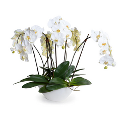 Phalaenopsis Orchid x6 Centerpiece - White / White